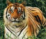 tiger-in-dudhawa1
